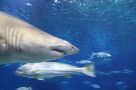 l'Aquarium Barcelona