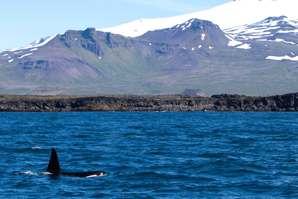 Walvis spotten Ólafsvík